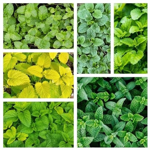 Semi di melissa - giardino interno giardino, roccioso resistente d'appartamento esotiche 1000pcs