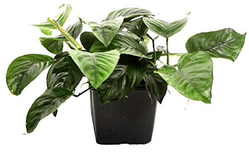 Tropica Mutterpflanze Aquarium Pflanze Anubias barteri caladiifolia XL Nr.101U Wasserpflanzen Aquarium Aquariumpflanzen