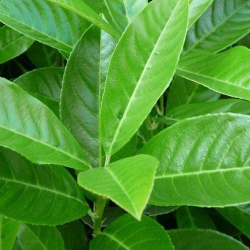 Lauroceraso “prunus laurocerasus”, Pianta in Vaso, Piante da Siepe h. 60/80 cm, Vivaio di Castelletto