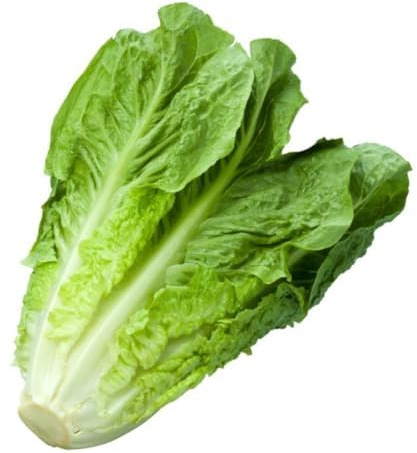 Fresh Romaine I Crisp I Delicious I Nutritious I Pack of 3