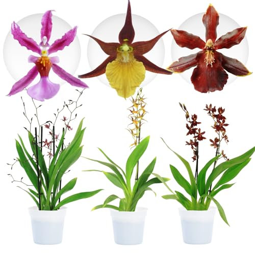 Orchidées Cambria Mélange Pastel - 3 Plante Intérieur Naturelle - 30-40 cm - Fleurissant - Naturelle Plante de Hollande (pas de graines, non artificielle)