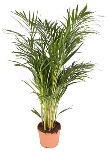 Areca maceta 17cm. - Altura total aprox. 80cm. - Planta viva - (Envío sólo a Península)
