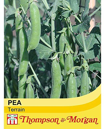 Pea Seeds, High Yielding, Fast Growing Climbing Plants, Long Cropping Season, Tasty Edible Peas, Kitchen Gardens & Allotments, 1 x Pack of Pea Terrain 300 Seeds by Thompson & Morgan