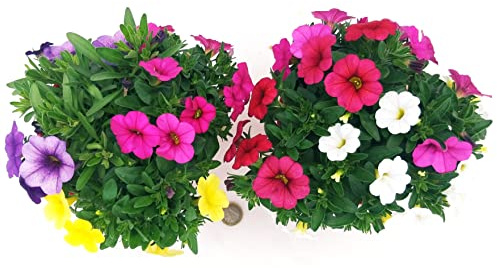 POWERS TO FLOWERS - PETUNIA, POTUNIA, SURFINIA COMPATTA MILLEBACI TRICOLOR, 2 PIANTE VASO 14, piante vere
