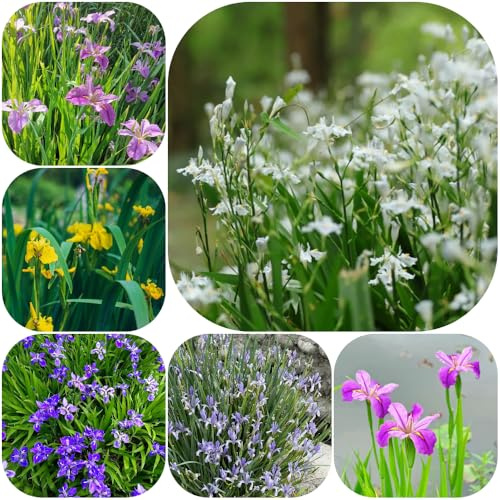 Bulbi di iris - decorazioni giardino per esterni bulbi di biologici arredamento del soggiorno balcone giardino resistenti per 5pcs