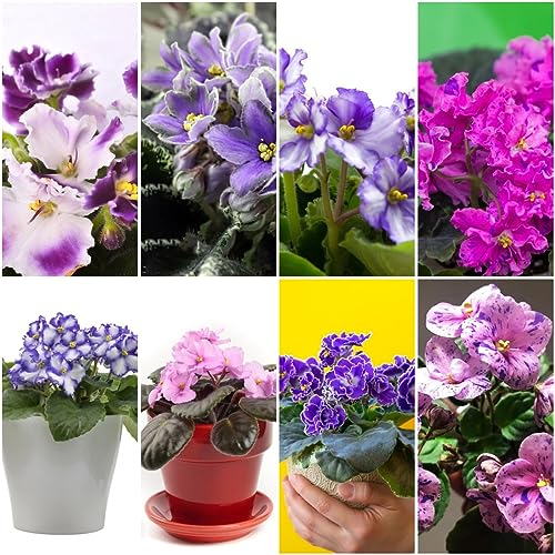 250 pcs veilchen blumen samen - winterfeste pflanzen für balkon usambaraveilchen,Matthiola incana,Violette bloom pflanzenkübel mini garten kräutergarten geschenk wiesensaatgut gartensamen