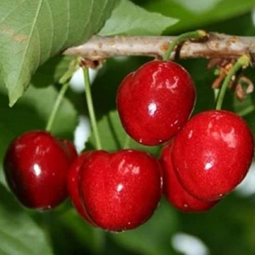 Vivai le Georgiche - Pianta vera di Ciliegio Zuccherina di Bitonto Prunus avium 'Zuccherina di Bitonto' - vaso Ø 20 cm - altezza alla vendita 140-160 cm
