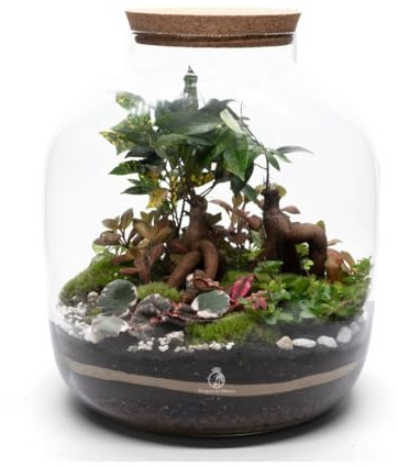 Extra Large Bonsai Closed Terrarium Kit H: 38 cm, The Ultimate Terrarium Kit with Plants Moss Glass Substrates Included, Step-by-step Guide, Great Gift idea (with Standard Lid)