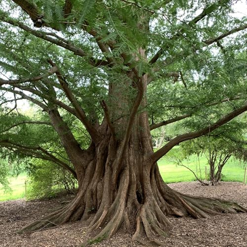 Vivai le Georgiche - Pianta vera di Metasequoia glyptostroboides Metasequoia honshuenensis Sequoia dell'alba - vaso Ø 19 cm - altezza alla vendita 100-120 cm
