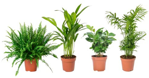 Plantas Pet Friendly DECOALIVE Pack Iniciación: Helecho, Palmera Areca, Planta del Café y Chamaedorea