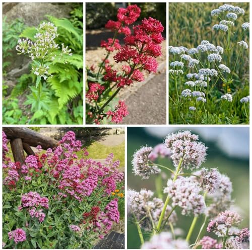 50 Pcs Baldrian Samen Mehrjährig - Kräuter Samen Mehrjährig, Hochbeet Samen, Blumen Balkon Heilkräuter Nachhaltige Geschenke, Blumenwiese Samen Bodendecker Gartenkräuter, Bodendecker