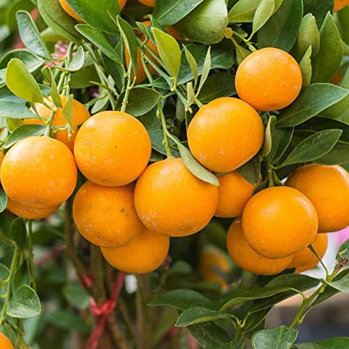 150 pezzi semi di arancio resistenti - semi di mandarino resistenti ornamentali, agrumi biologici, giardino colonnari decorazione