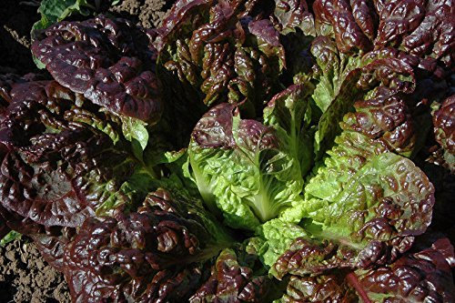 500 semi - Red Lattuga romanaLactuca sativa