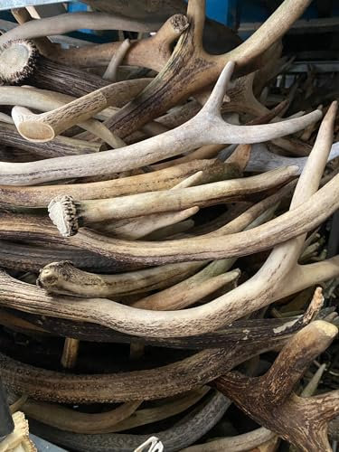 RF - Deer Corno di cervo naturale, decorazione unica, perfetto per giocattoli per cani, giocattolo da mordere, resistente alla masticazione, l'asta comprende la vendita di 1 kg (40-50 cm, 1-3 pezzi)