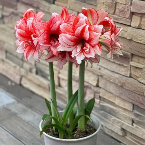 Bulbo de amarilis, Hippeastrum rutilum, resistentes Bulbo de amarilis para jardín, para decorar el balcón 5pcs