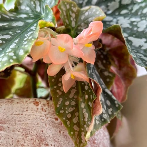 semillas de begonia decoración Begonia trucha lugares soleados resistentes jardines de rocas interior fáciles cuidar semillas variedades 280pcs