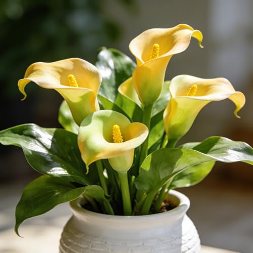 bulbi di calla, decorazioni da giardino per esterni da resistenti, giardino roccioso balcone interno in vaso all'aperto balcone rialzato 6pcs