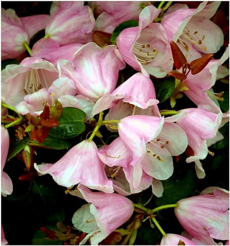 GrowOn Shrubs Dwarf Rhododendron Japonica 'Williamsianum' | Evergreen Shrub | Outdoor Garden Ready Plant | Spring Flowering | Shell Pink Flowers