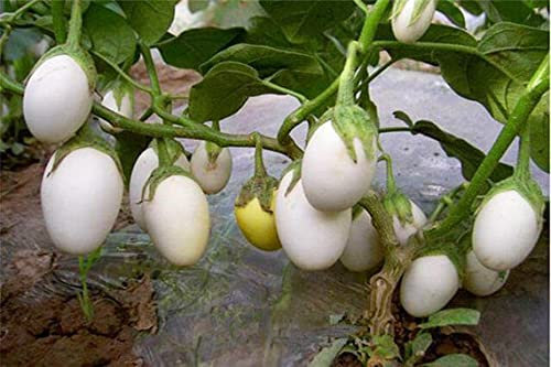 Bianco Melanzana - Melanzana 'semi' Rotonda Bianca '' ~ 30 di alta qualità - Molto raro