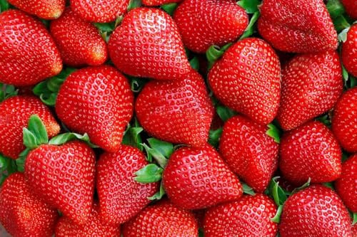 200 + jordgubbar, sjukdomsresistent, härdig tillväxt, säkerställer tillförlitlig fruktproduktion.