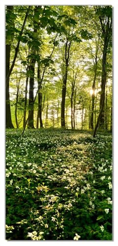 Wallario Selbstklebende Türtapete Waldanemonen und Sonnenstrahlen im Wald - Türposter 100 x 220 cm Abwischbar, rückstandsfrei zu entfernen