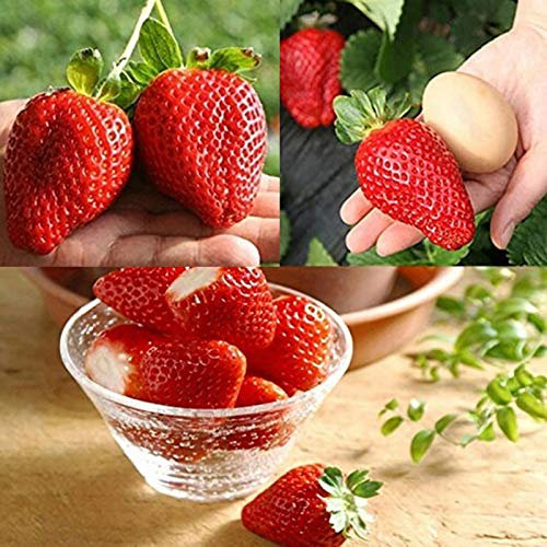 Benoon Semillas De Fresa Gigante, 20/100 Piezas Semillas De Fresa Gigante Demanda De Humedad Cultivos De Alta Fibra Patio Semillas De Fresa Gigante Sin OMG Para Jardín 20 piezas