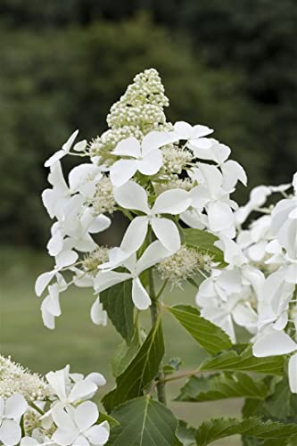 Hydrangea paniculata 'Kyushu' 100-125 cm - Rispenhortensie, weiße Blüten, Blütezeit Juli-September, ideal für Rabatten, pflegeleicht und winterhart