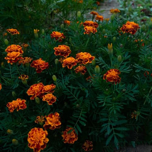semi di tagetes perenni - calendula, resistenti all'esterno, primaverili di tagetes calendula biologici, rustiche per giardino, 150pcs