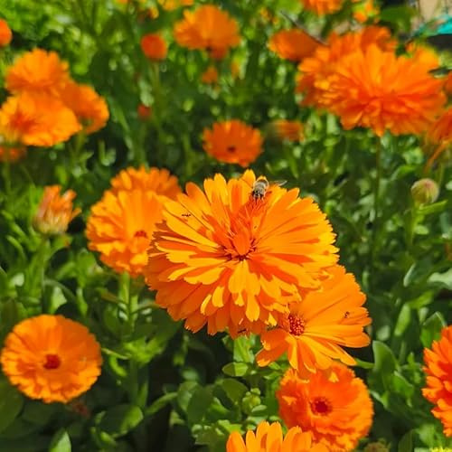 semi di calendula, tappezzanti resistenti balcone vecchie varietà giardino 420pcs