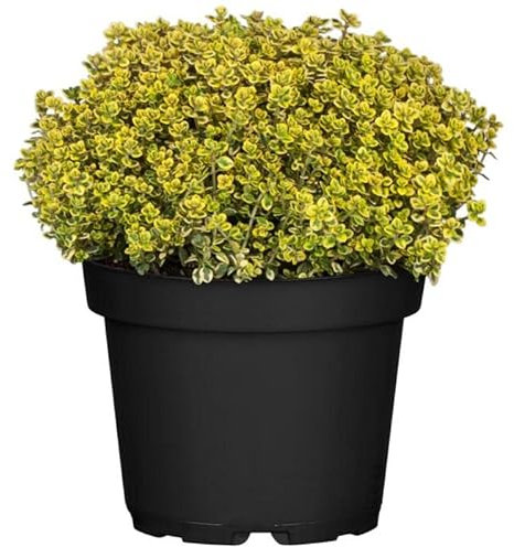 Tomillo Limón PREMIUM Hierba Aromática para Cocinar Aroma a Limón muy Potente