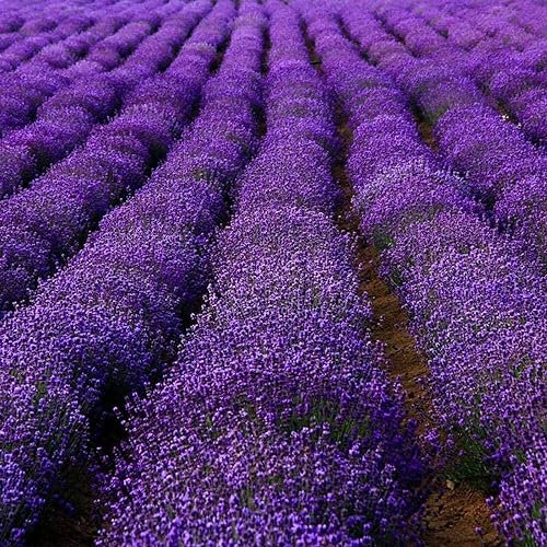 Saterkali Lavendelsamen für die Gartenbepflanzung, 600 Stück/Beutel, Lavendelsamen, dunkelbraune pralle Partikel, Pflanzung natürlicher Strauchpflanzen, englische Lavendelsamen, Gartenbedarf Saatg