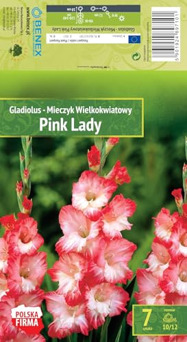 AGRONOM | GLADIOLOS - PINK LADY | Bulbos de flores perennes | Flores rosas | Cultivadas en jardines de flores y céspedes floridos | 7 bulbos