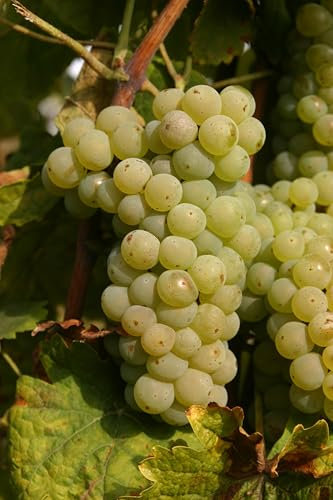 3x Weintraube Johanniter – aromatische, goldgelbe Trauben mit feiner Fruchtsäure – Premium-Reben in Winzerqualität aus der Rebschule Vitiserve Steinmann mit PIWI-Genetik