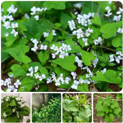 semillas de mostaza de ajo Jardín de para interiores, decoración de sala de estar, mostaza y ajo, para lugares soleados 100pcs