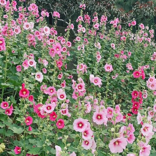 semi di malvarosa - giardino sul balcone tappezzanti resistenti varietà antiche interno rialzata recisi 150pcs