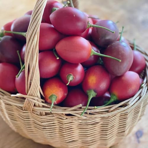 semillas de tomate de tamarillo - Decoraciones jardín exteriores 300pcs