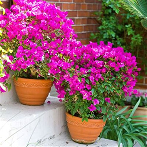 Pianta vera rampicante fiorita BOUGAINVILLEA BOUGANVILLEA FUCSIA RAMPICANTE PIRAMIDALE