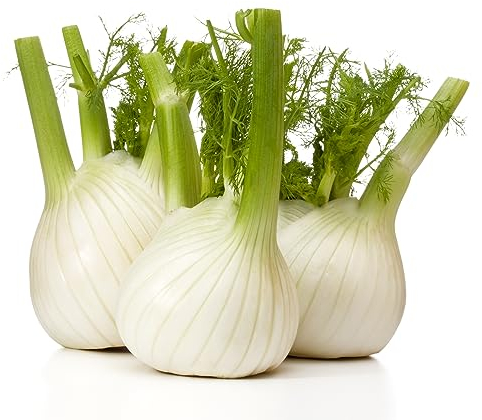 Prademir BIO Fenchel Saatgut 50 x Samen aus biologischem Anbau | hohe Keimrate…