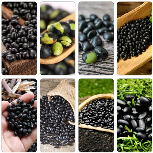 semillas de frijol negro medicinales semillas de variedades tradicionales perennes resistentes orgánicas interior 100pcs