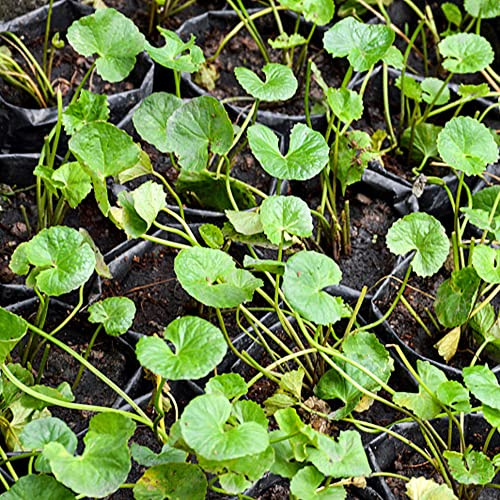 centella asiatica zimmerbonsai kräuterbeet pflanzenanzucht 100samen