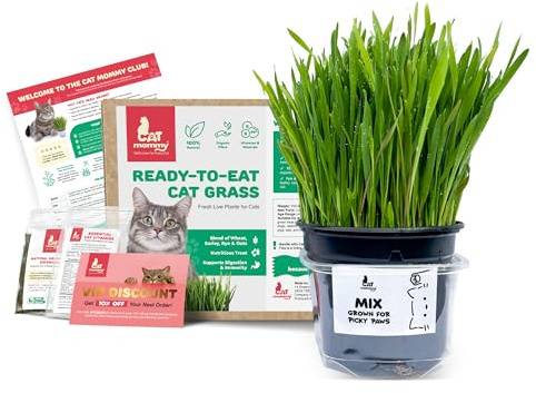 Fresh Live Cat Grass | A Taste of the Outdoors for Indoor Cats | Ready to Eat | Grown in the UK | Aids Digestion & Hairballs | By Cat Mommy (One, Mix)