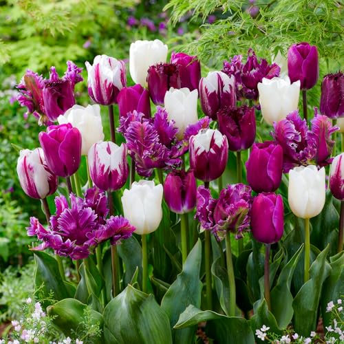Bulbes de tulipes Lilas et Blanc Collection Exotique (25 pièces) mélange exclusif de tulipes de Hollande, rustiques et vivaces pour le jardin, les pots (gros bulbes, pas de graines, non artificiel)