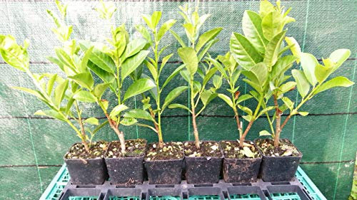 Lauro 30 piante (foto reali)