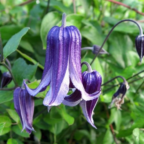 500 Graines de Clématite Rooguchi Fleurs en Forme de Cloche Violet Plantes Grimpantes Fleurissant en Été Graines pour Jardins Murs Clôtures Treillis