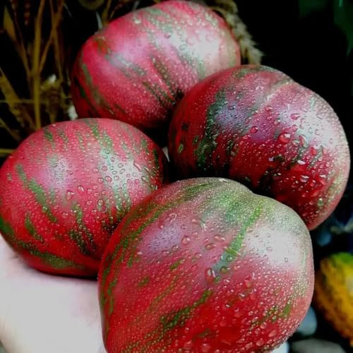 Semi di pomodoro da carne, semi di invernali Pomodoro bistecca, acquistarere di invernali perenni da nani 30pcs