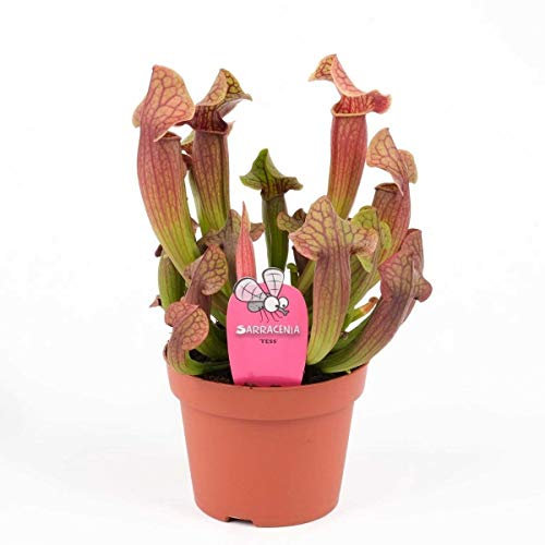 1 PIANTA DI SARRACENIA ASSORTITA VASO 8CM PIANTA CARNIVORA