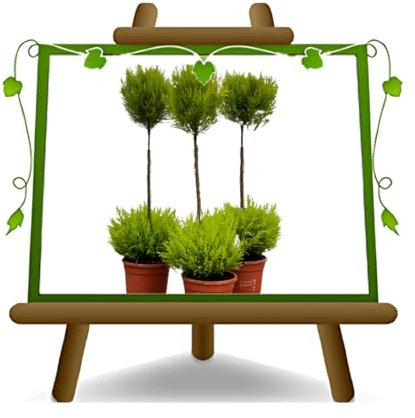 Cyprès Cupressus Macrocarpa Boule en Vase : ø 16 cm. Hauteur : 60 cm.