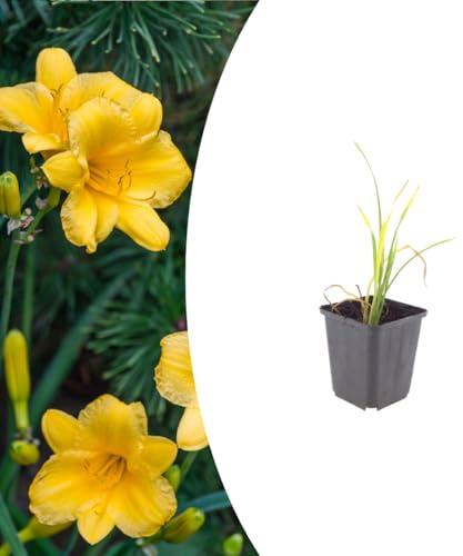 Hemerocallis 'Stella de Oro' | 24 piezas - 10-25cm - Ø9cm - Planta de jardín