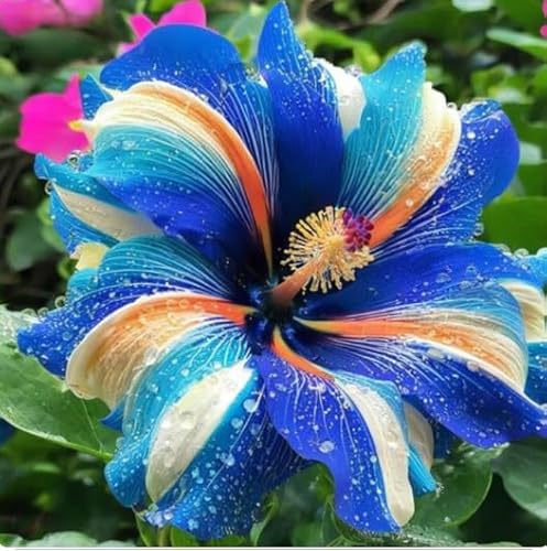 Arbusto di ibisco vivo cangiante perenne e resistente per giardini paesaggistici - Hibiscus mutabilis-1 Radici di ibisco-G