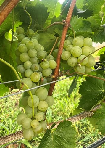 Winterharte Tafeltraubenrebe Phönix (kernlos) |Aromatisch & ertragreich | Ideal für Garten, Balkon & Terrasse | Pflegeleicht & robust | Weinrebe im Topf